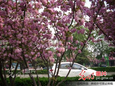 河南安阳:景观大道花树开_太行晨晖