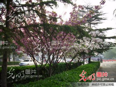 河南安阳:景观大道花树开_太行晨晖