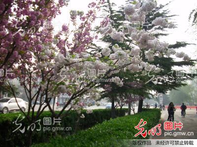 河南安阳:景观大道花树开_太行晨晖
