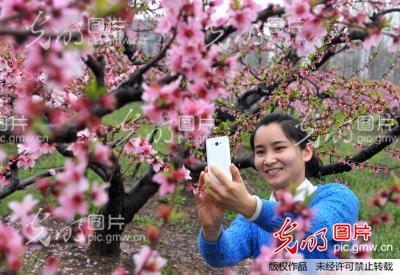 安徽滁州:乡村桃花开 赏景正当时_王家国
