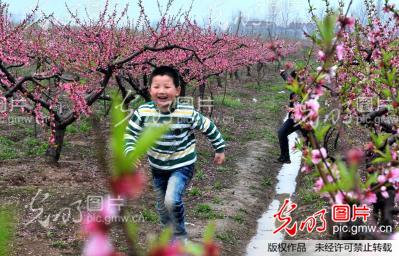 安徽滁州:乡村桃花开 赏景正当时_王家国