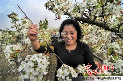 人工授粉梨更多_新闻