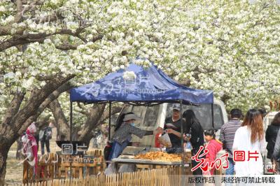 北京房山区琉璃河镇贾河村第七届梨花文化节开
