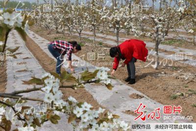 江苏省灌云县发展林下种养 实现空间循环再造
