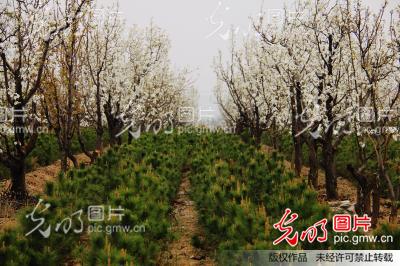 梨树套栽油松苗百姓收获两份钱_吉建平