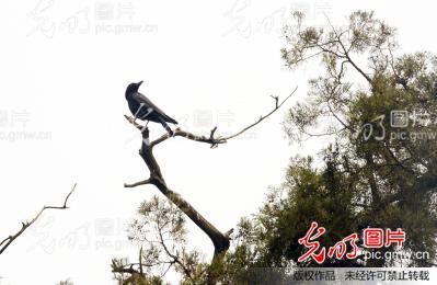 乌鸦反哺_史奎华_+光明图片