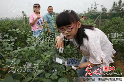 四川眉山:蓝莓成熟引客来_姚永亮