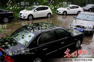 河北石家庄受冰雹袭击 车辆被砸农作物受灾_新