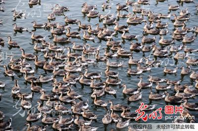 十堰市首家大雁养殖场落户郧县 (1\/5)