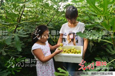 山东邹平县 无花果种植发展特色产业链