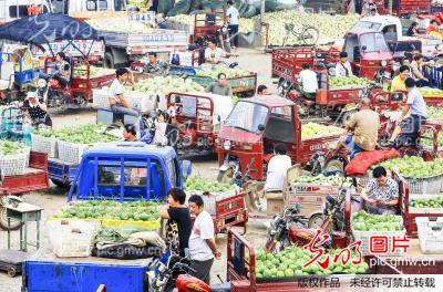 河南滑县:八里营瓜果交易一天突破300万斤_李