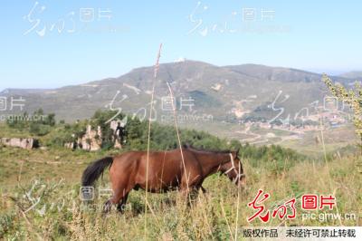 山西大同空中大草原 风景优美牧民愁游客_王辉