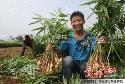 安徽铜陵白姜丰产丰收_过仕宁