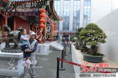 北京:现代中国盆景名家作品首次在园博馆亮相