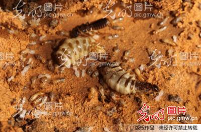 绍兴市平水镇剑灶村 发现多个大型黑翅土白蚁巢_王志成_ 光明图片