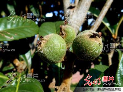 云南干渴的枇杷盼雨水_朱平