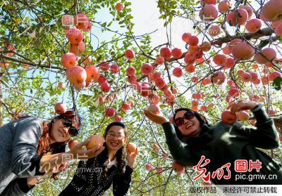 山西吉县:苹果为什么这样红?_张蕴强