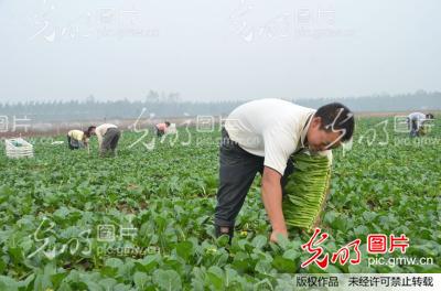 湖南澧县:政府价格调节基金扶持无公害蔬菜生