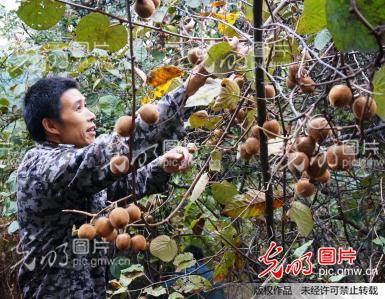 郧县野生猕猴桃喜获大丰收