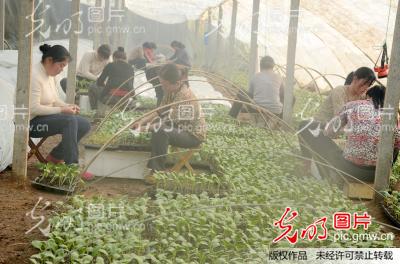 山东聊城 钟点工冬闲忙增收_徐长春