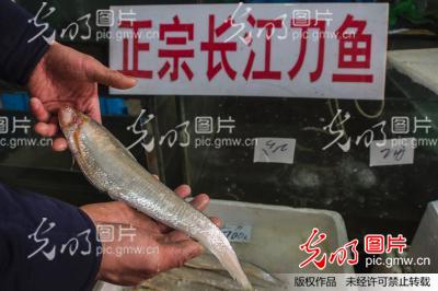 江苏镇江:长江刀鱼不再疯狂 掉价十倍史上最