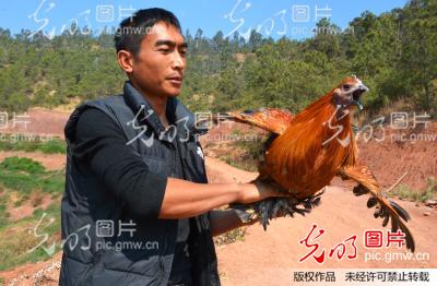 云南巍山:山地生态土鸡养殖助增收_张树禄