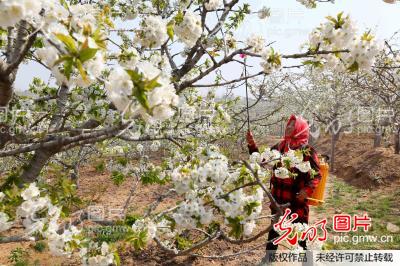 江苏赣榆:樱桃花开春管忙