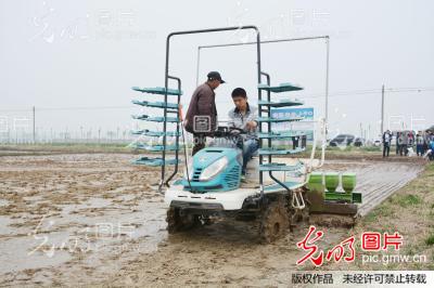 山东高青:水稻直播成效高_李晋