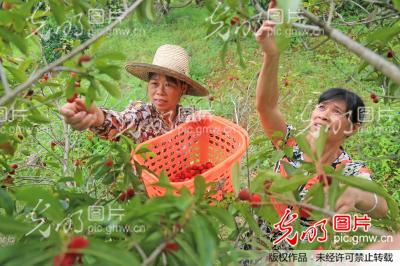 江西广昌农民种杨梅助增收_曾恒贵