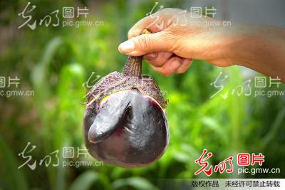 一菜园里长出变异大鼻子茄子 <em>带帽</em>似滑稽可爱