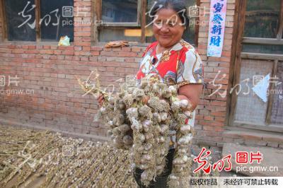 山西原平:蒜瓣连起农民收入钱串_新闻