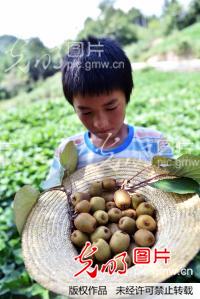 重庆云阳石门乡发现大片野生猕猴桃林