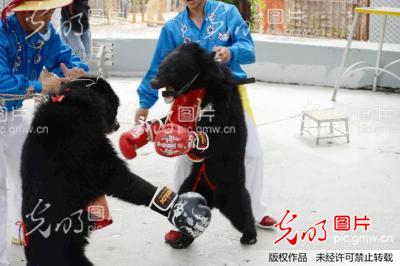 山东青岛 小熊掰玉米打拳击庆祝秋收 2