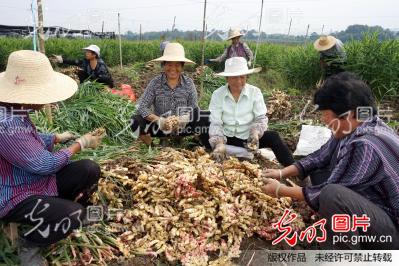 安徽铜陵白姜喜获丰收_过仕宁