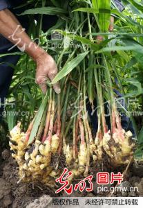 安徽铜陵白姜喜获丰收(