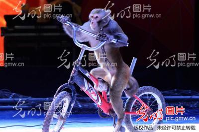 马戏团动物表演_动物世界 2015年10月4日,山东省青岛市,一马戏团野生动物在驯兽人员棍棒逼迫和食物引诱下进行表演。 十一长假期间,山东青岛一地产项目为了吸引人气,请来了一家马戏团前来表演,每天演出数场,吸引了众多假日期间的市民前来观看。一些市民对马戏团用棍棒和皮鞭以及食物引诱老虎、狮子、狗熊、猕猴等野生动物进行表演提出异议。目前国家法律虽然对虐待性动物表演有明确禁止规定,但却面临追责真空。现实中,类似虐待动物的行为并不少见,但是目前只能停留在道德层面的谴责,没有任何手段予以制裁。