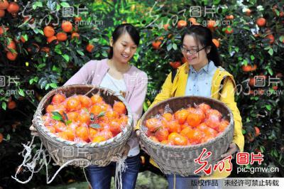 湖北宜昌:三峡柑橘博物馆即将开馆迎客