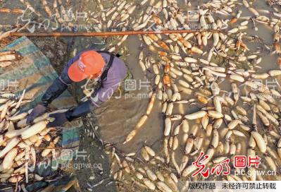 江苏连云港:金秋时节 莲藕飘香