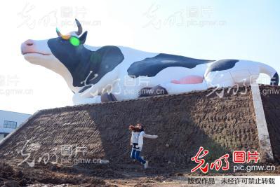 资200万耗时3个月建成14米高世界最大奶牛塑