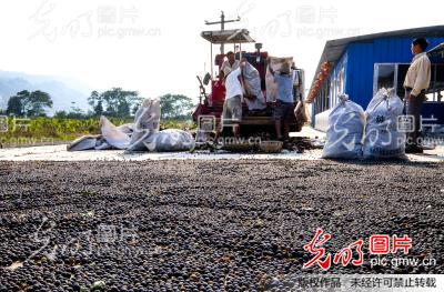 贵州天柱:霜降时节荷农忙采莲收金_龙胜洲