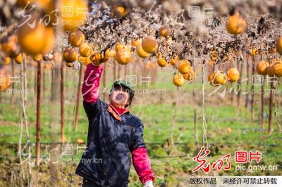 江西都昌:特色种植推进精准扶贫_傅建斌