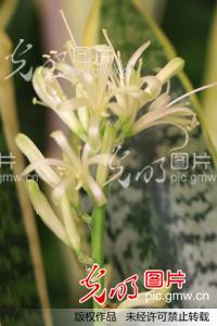 虎皮兰流泪开花_刘磊