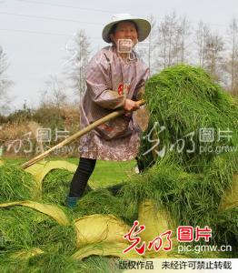 湘西:种草养牛致富忙_龙恩泽