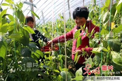 山西曲沃菜农高喜群靠种大棚辣椒走上致富之路