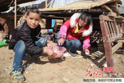 河南内黄:残障儿童养鸡场里体验新快乐_刘院