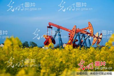 江苏海安﹕春到油田美如画_徐劲柏
