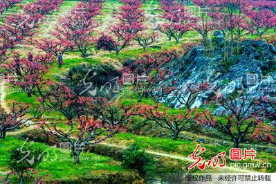 连州桃花节_创意--风光旅游