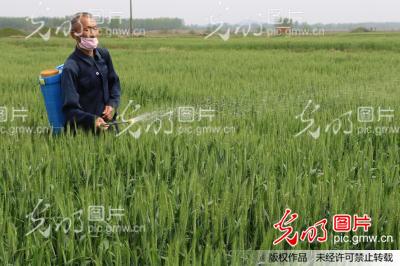 光山县: 33万亩小麦灌浆期病虫害防治及叶面肥