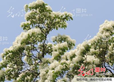 江苏连云港800岁流苏树惊艳绽放似祥云 气味芳