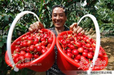 江苏赣榆:农家樱桃红 游客采摘乐